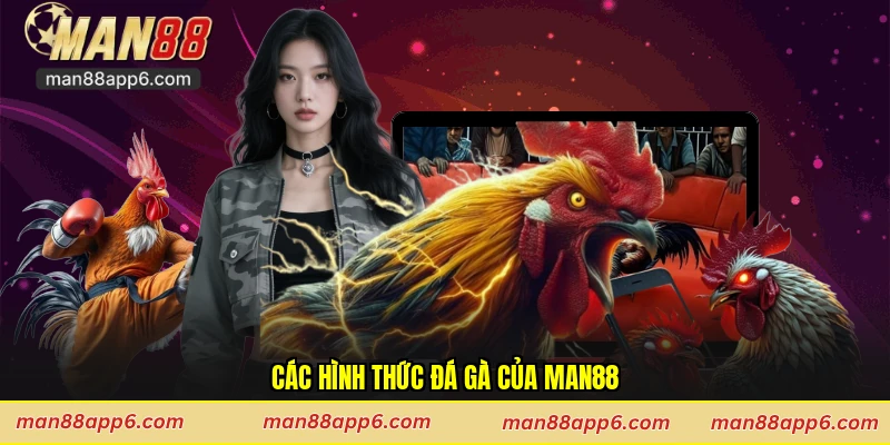 Các hình thức đá gà của Man88