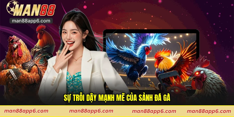 Sự trỗi dậy mạnh mẽ của sảnh đá gà