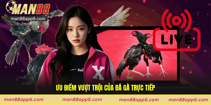Ưu điểm vượt trội của đá gà trực tiếp